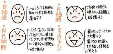 赤血球