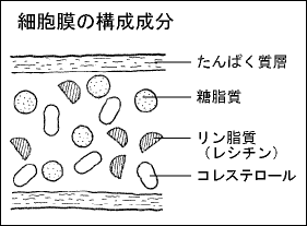細胞膜の構成成分