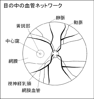 目の血管ネットワーク