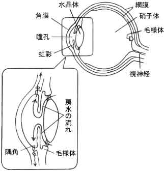 目のしくみと房水の流れ
