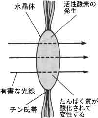 水晶体