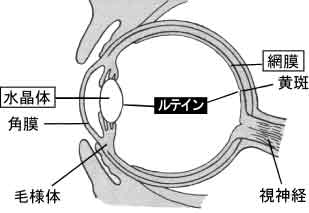 目の構造
